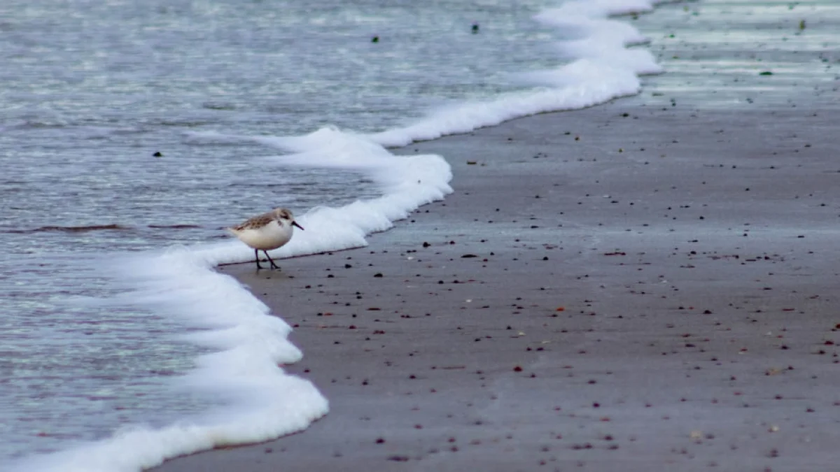 鳥の行動データで海洋の謎に迫るAI新時代