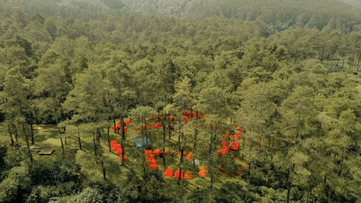 Googleの新AIで天然林は見分けられるか