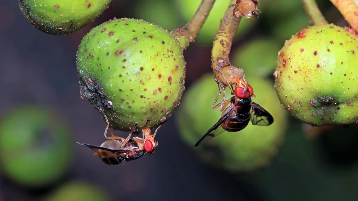 Eon Systemsが果実バエ全脳を仮想体に接続