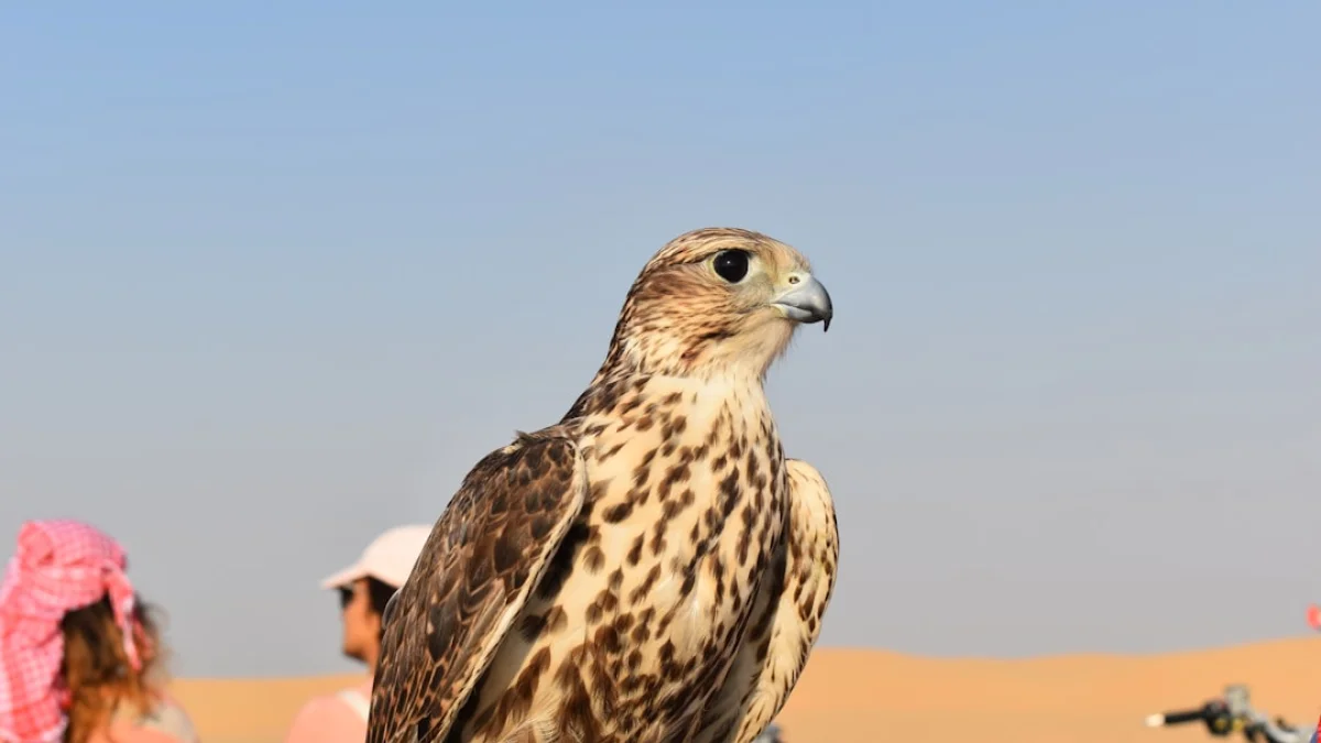 Falcon-H1-Arabicで始まるアラビア語AI革命