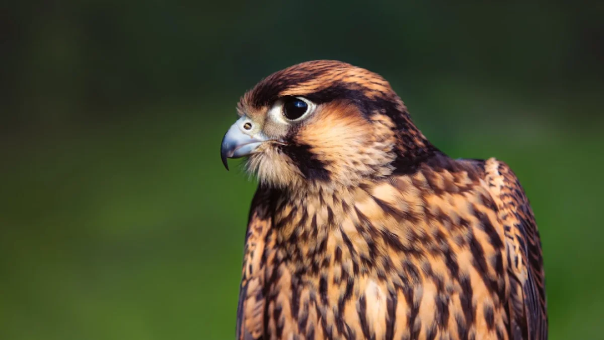 Falcon H1R 7B登場が拓くAIの新局面