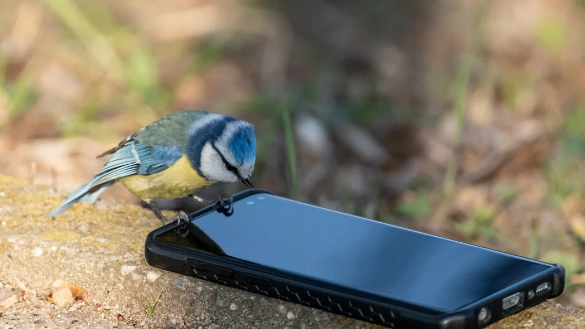 無料で1,300種超判別：Merlinの実力と未来