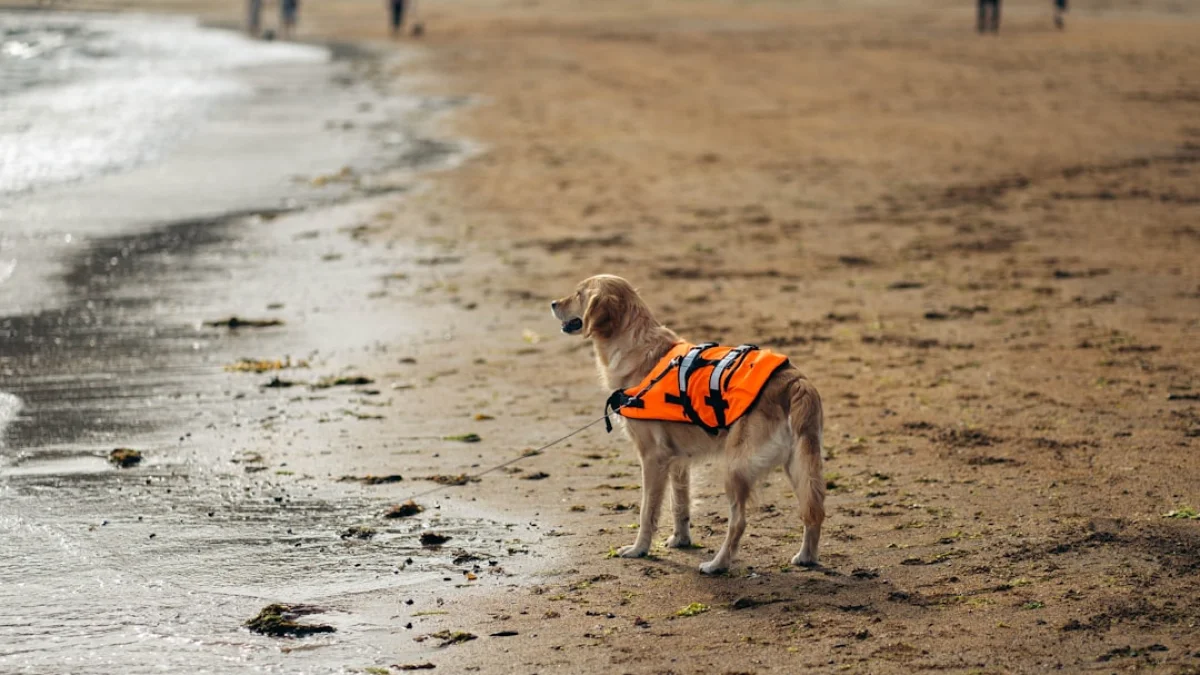 RingのSearch Party、非利用者にも全米開放