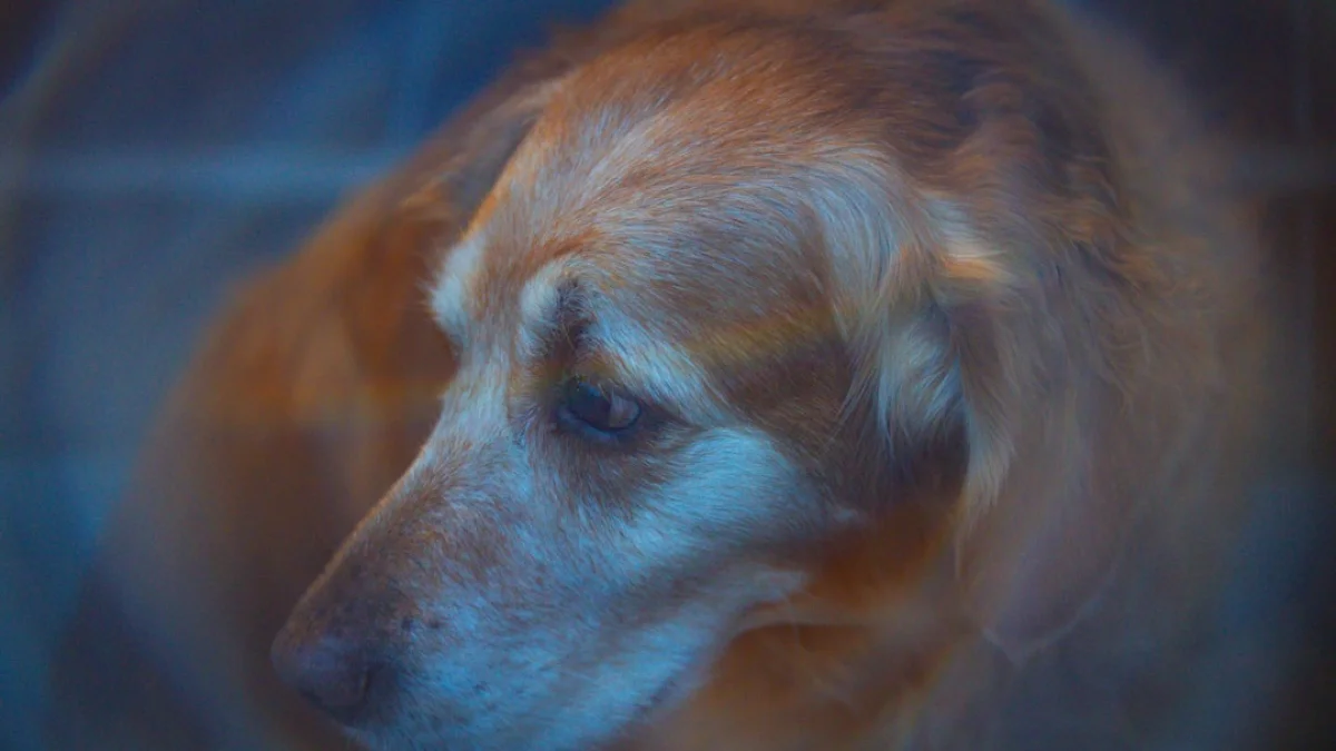 3つのAIで犬のがん治療候補を見つけた事例