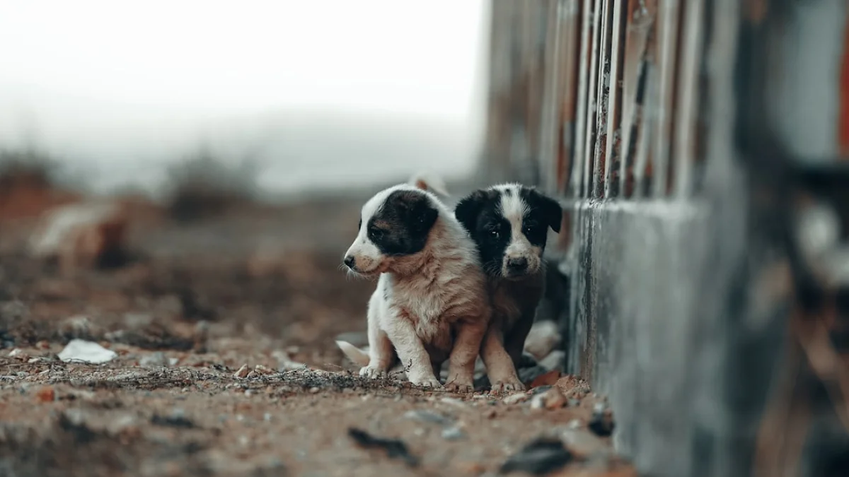 UAEが64%で先行、米欧のAI戦略はどう変わる？